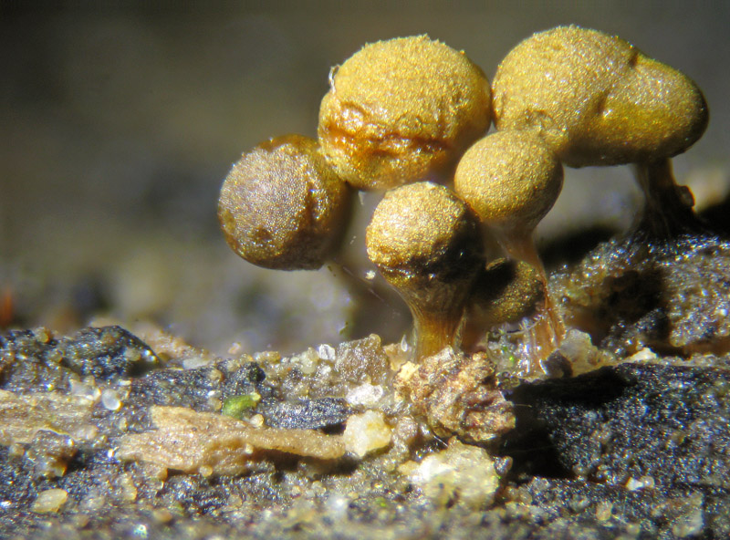 Trichia decipiens?